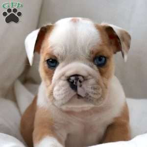 Dante, English Bulldog Puppy